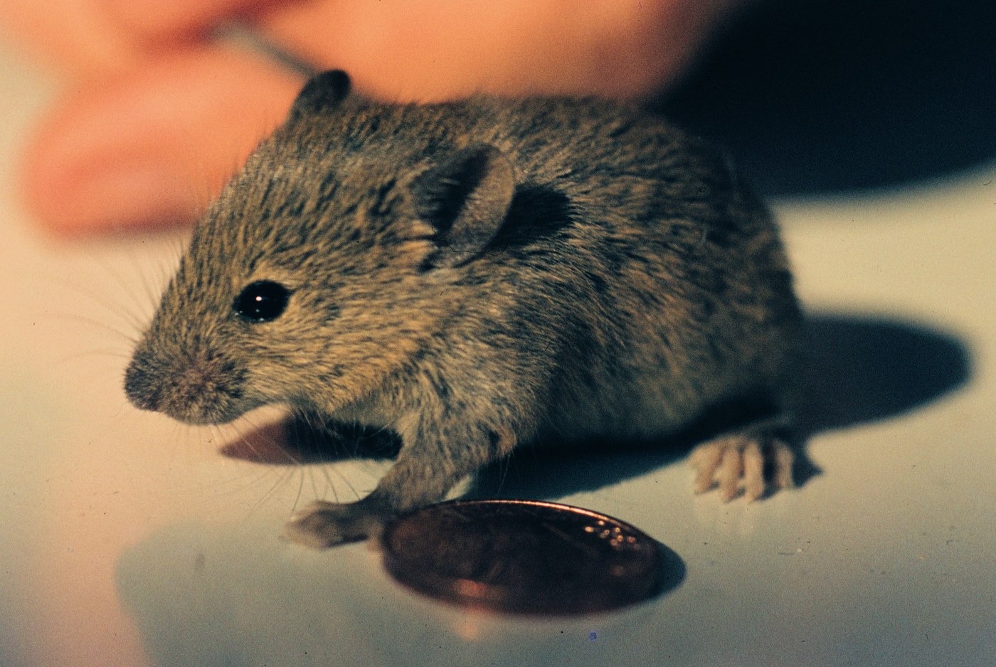 Juvenile house mouse