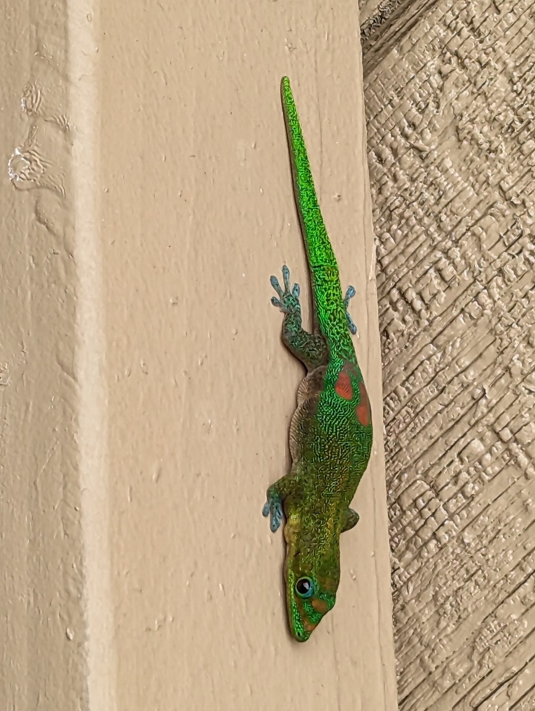 Introduced Geckos of Hawaii