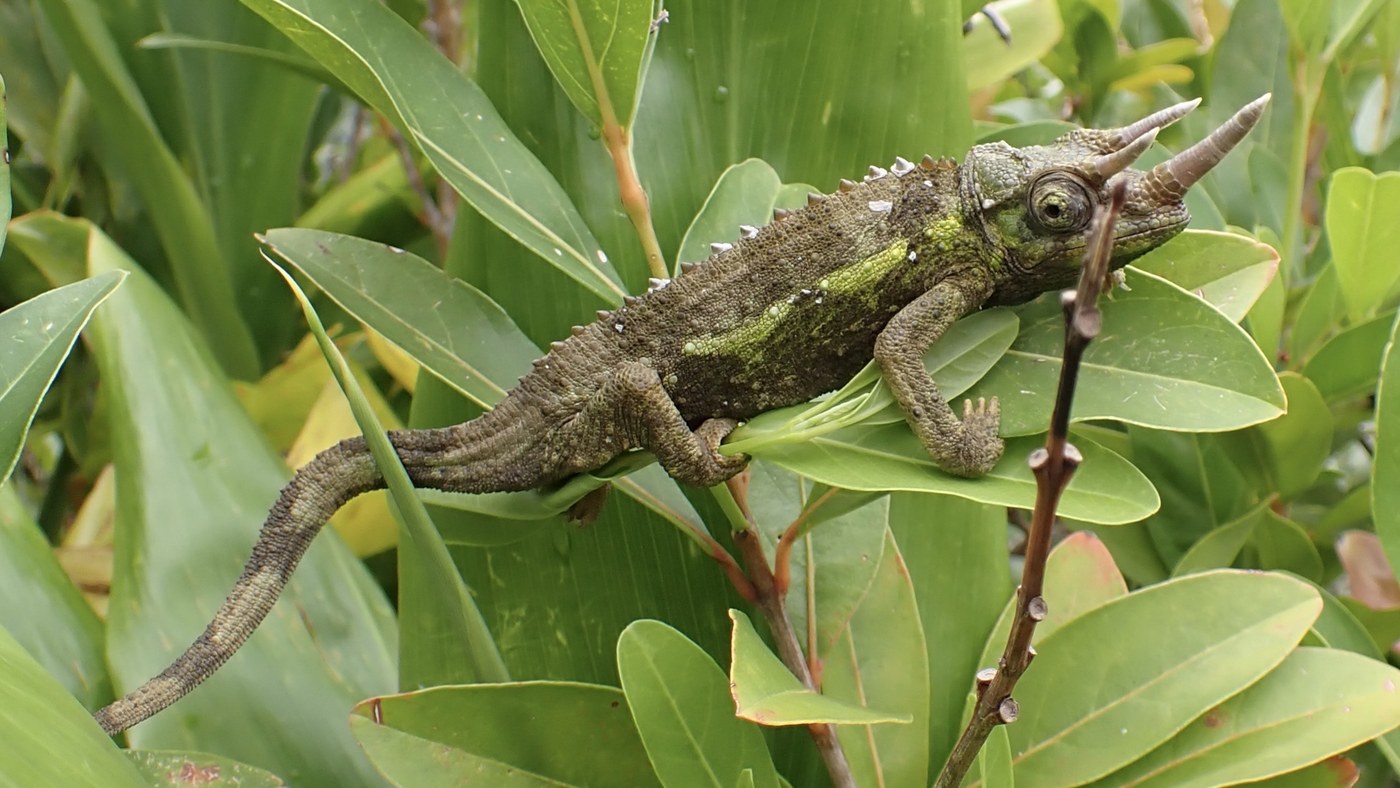 Jackson's Chameleon