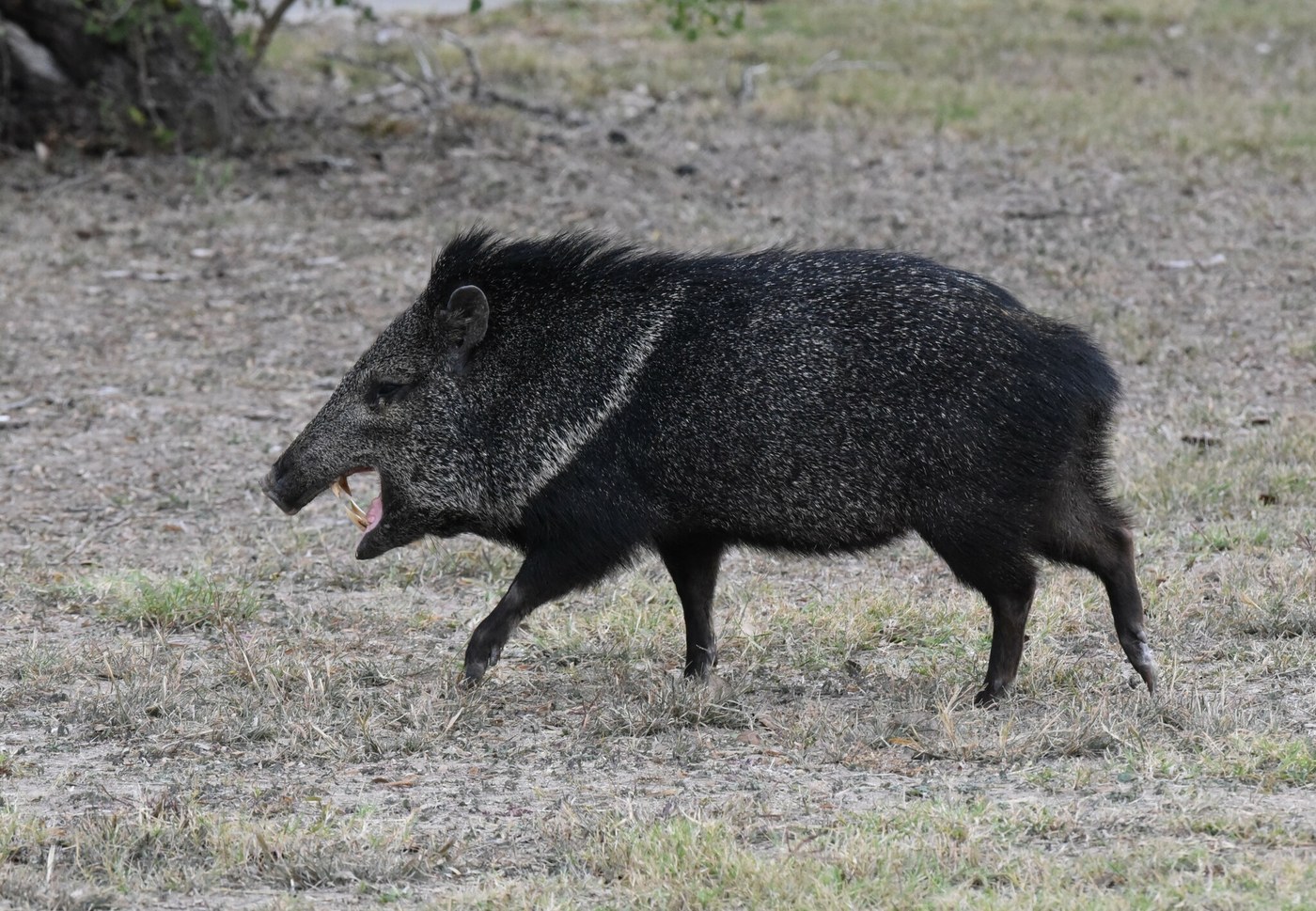 Javelina