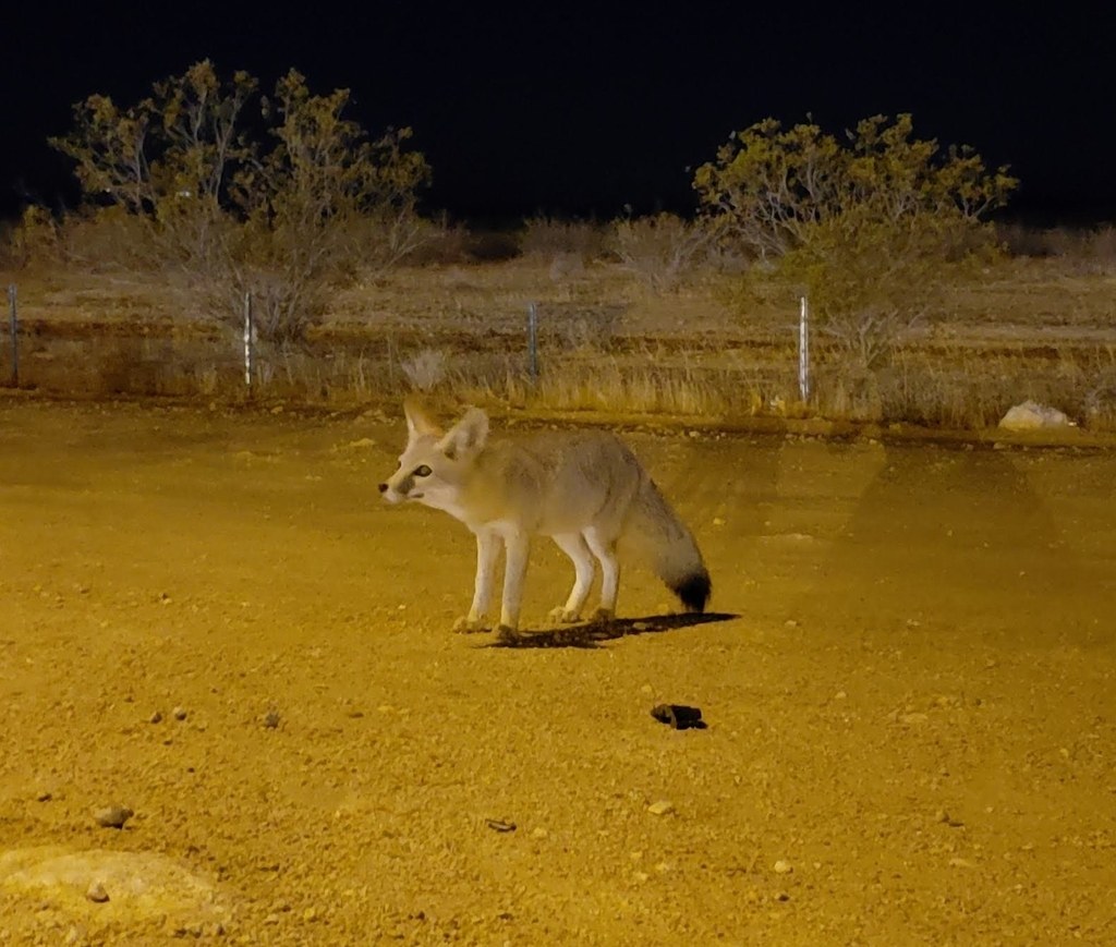 An adult kit fox at night in open desert with ears raised