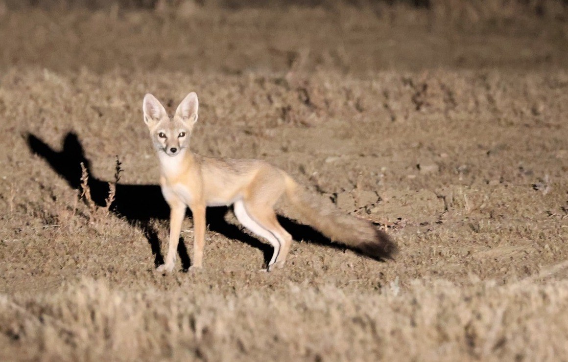 Kit Fox