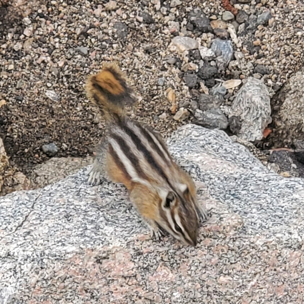 An adult chipmunk running with its tail carried straight up