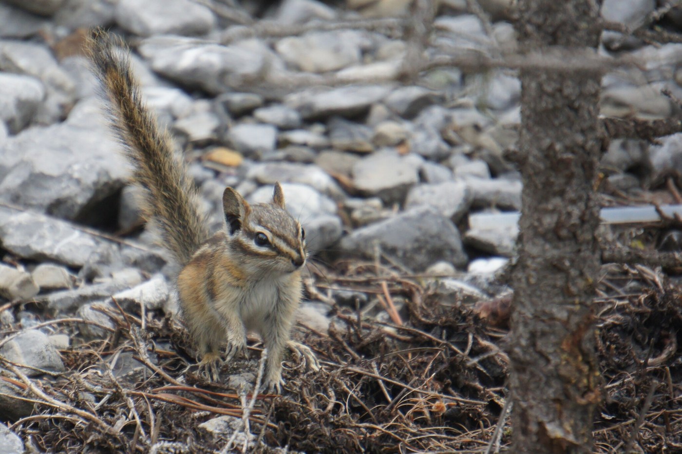 Chipmunk (Least / Colorado)