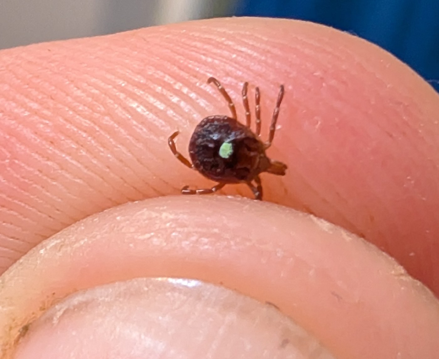 Adult lone star tick, male and female
