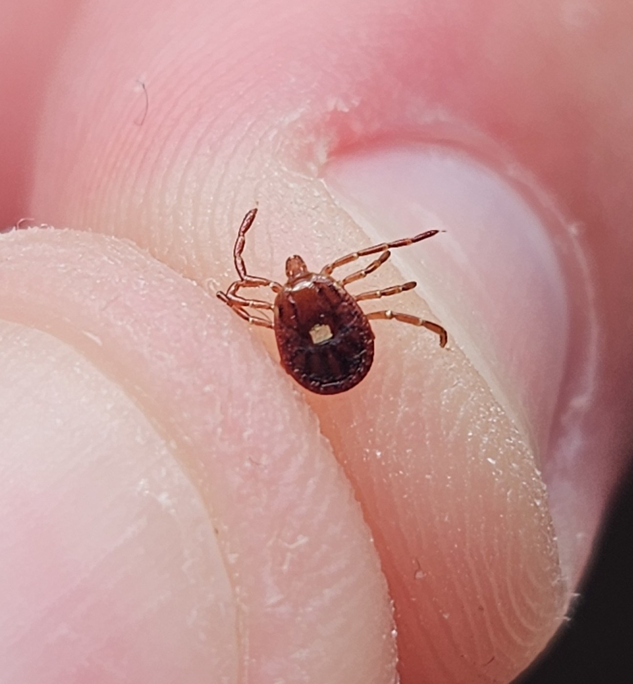 Lone Star Tick