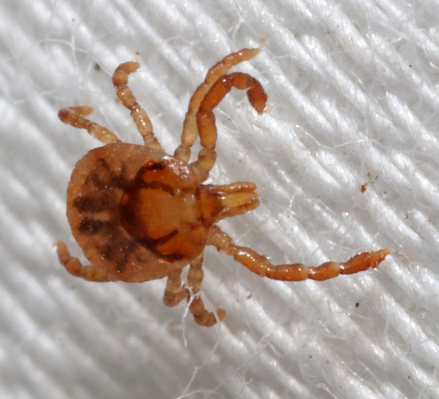 Six-legged lone star tick larva, a seed tick
