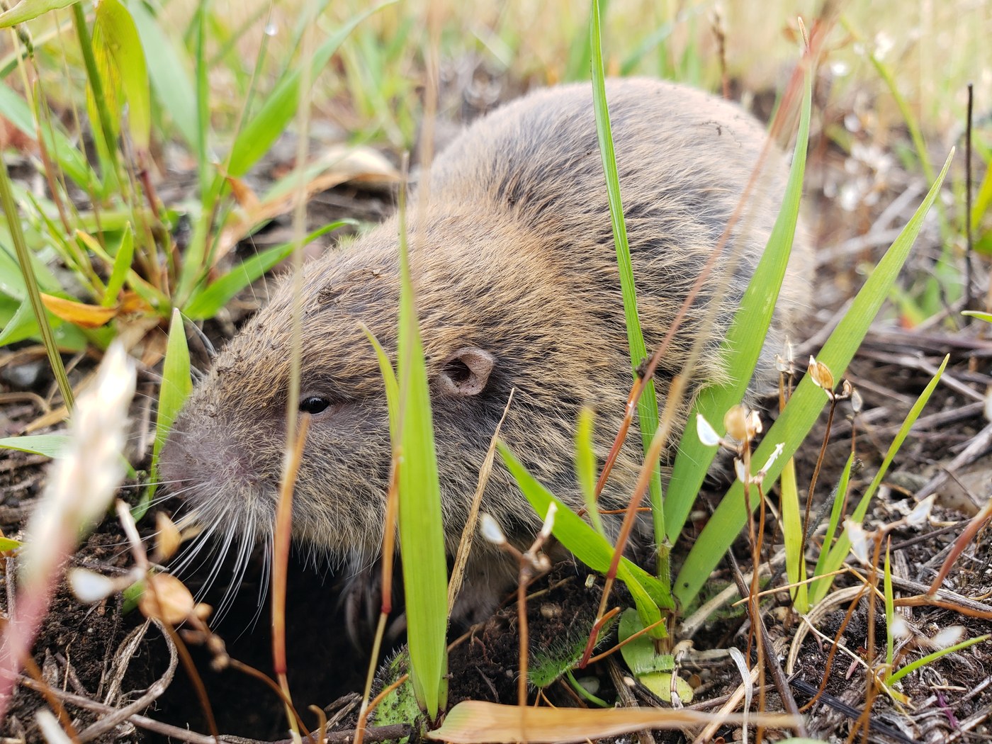Mazama Pocket Gopher