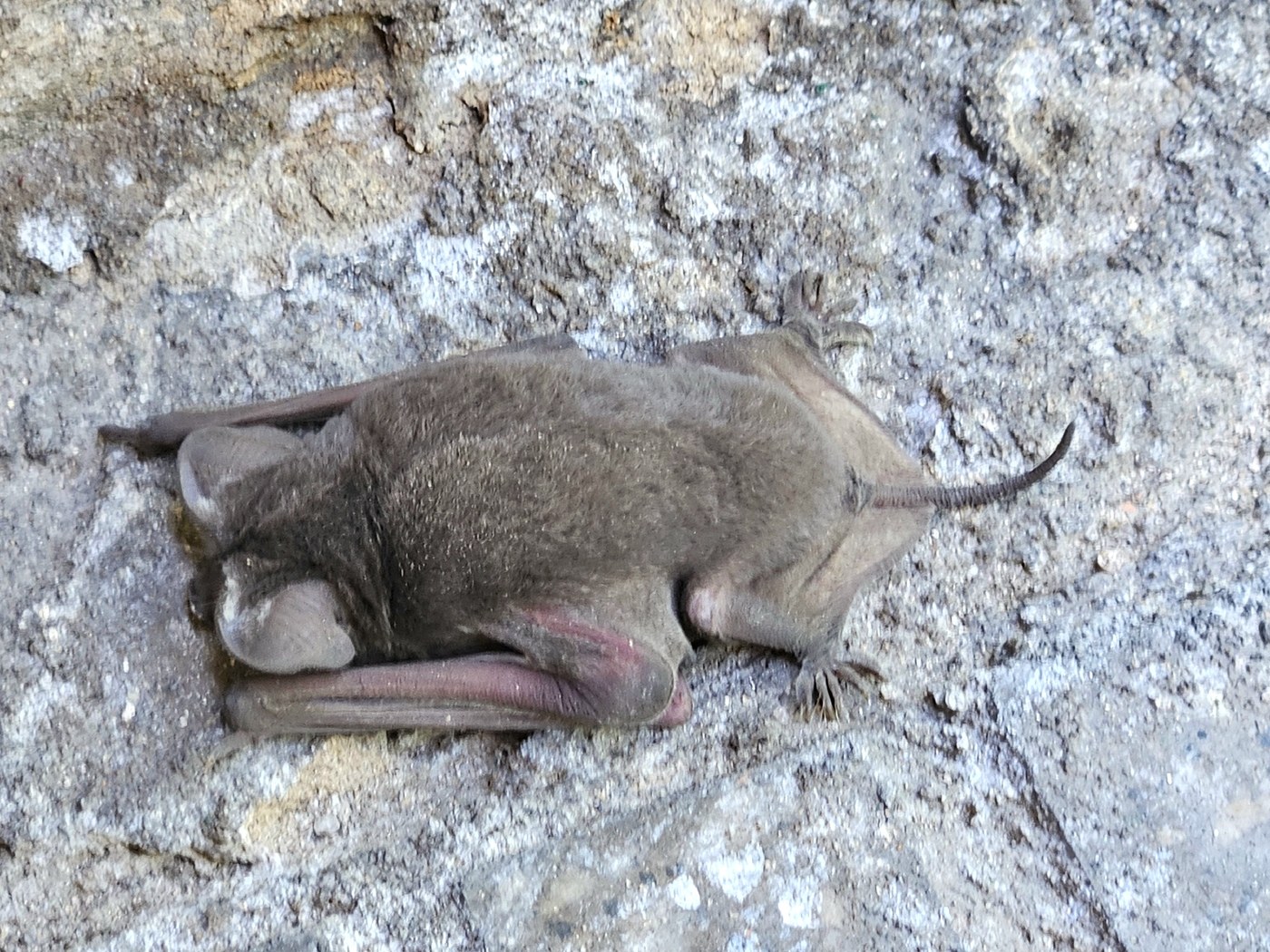 An adult Mexican free-tailed bat showing the tail extending past the tail membrane