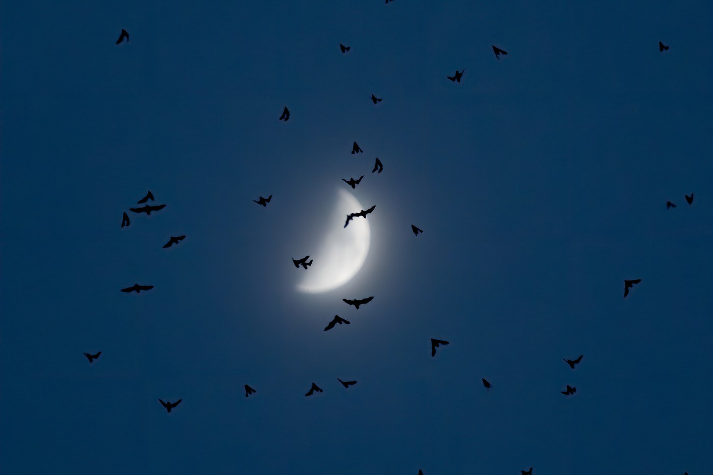 Mexican Free-Tailed Bat