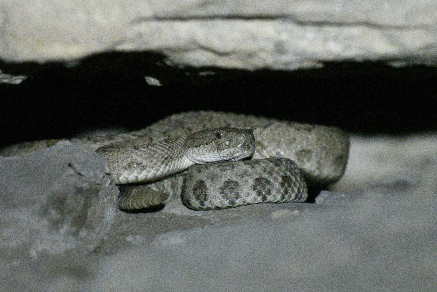 Midget Faded Rattlesnake