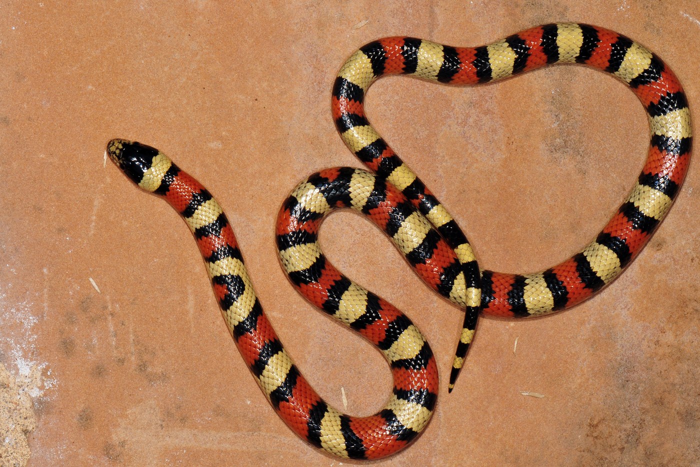 Milk Snake