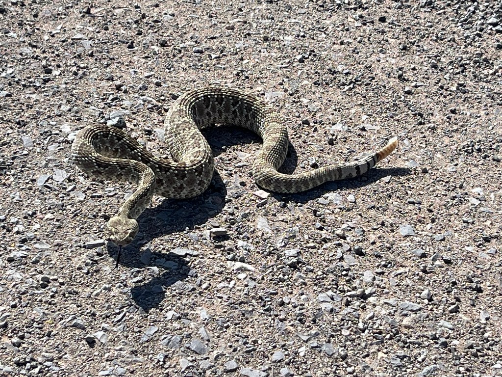 Mojave Rattlesnake