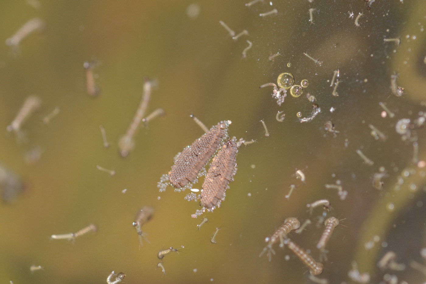 Mosquito egg raft floating on the surface of still water