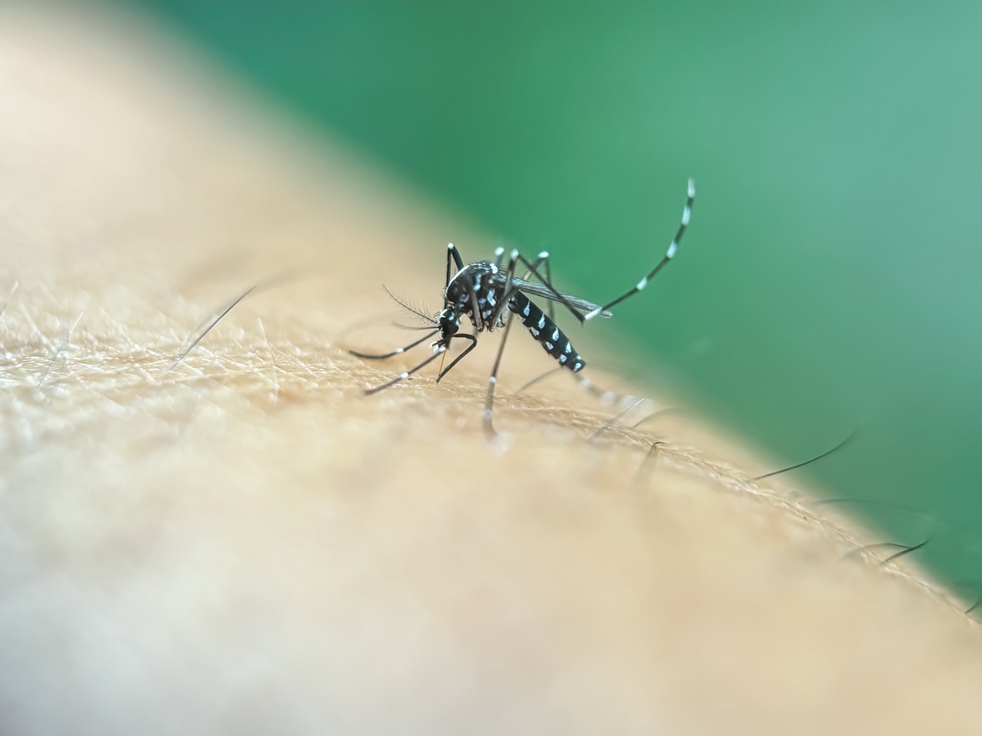 Mosquitoes