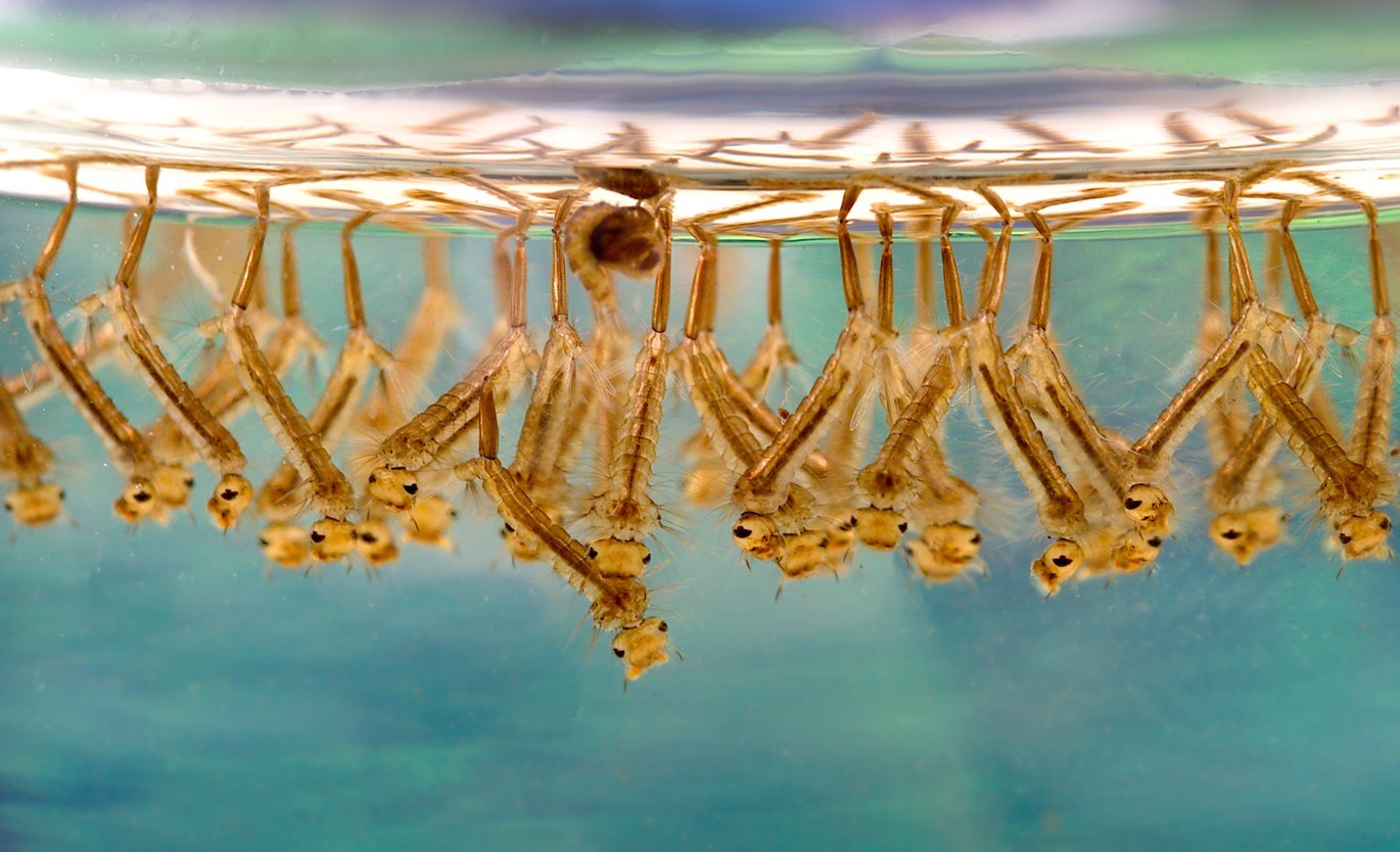 Mosquito larvae hanging beneath the water surface by their breathing tubes