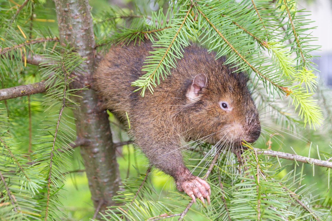 Mountain Beaver