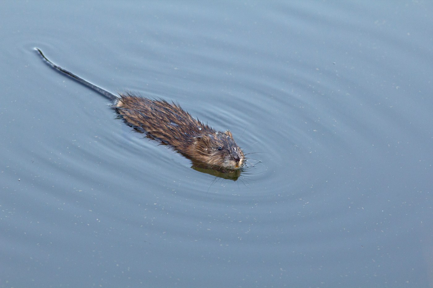 Muskrat