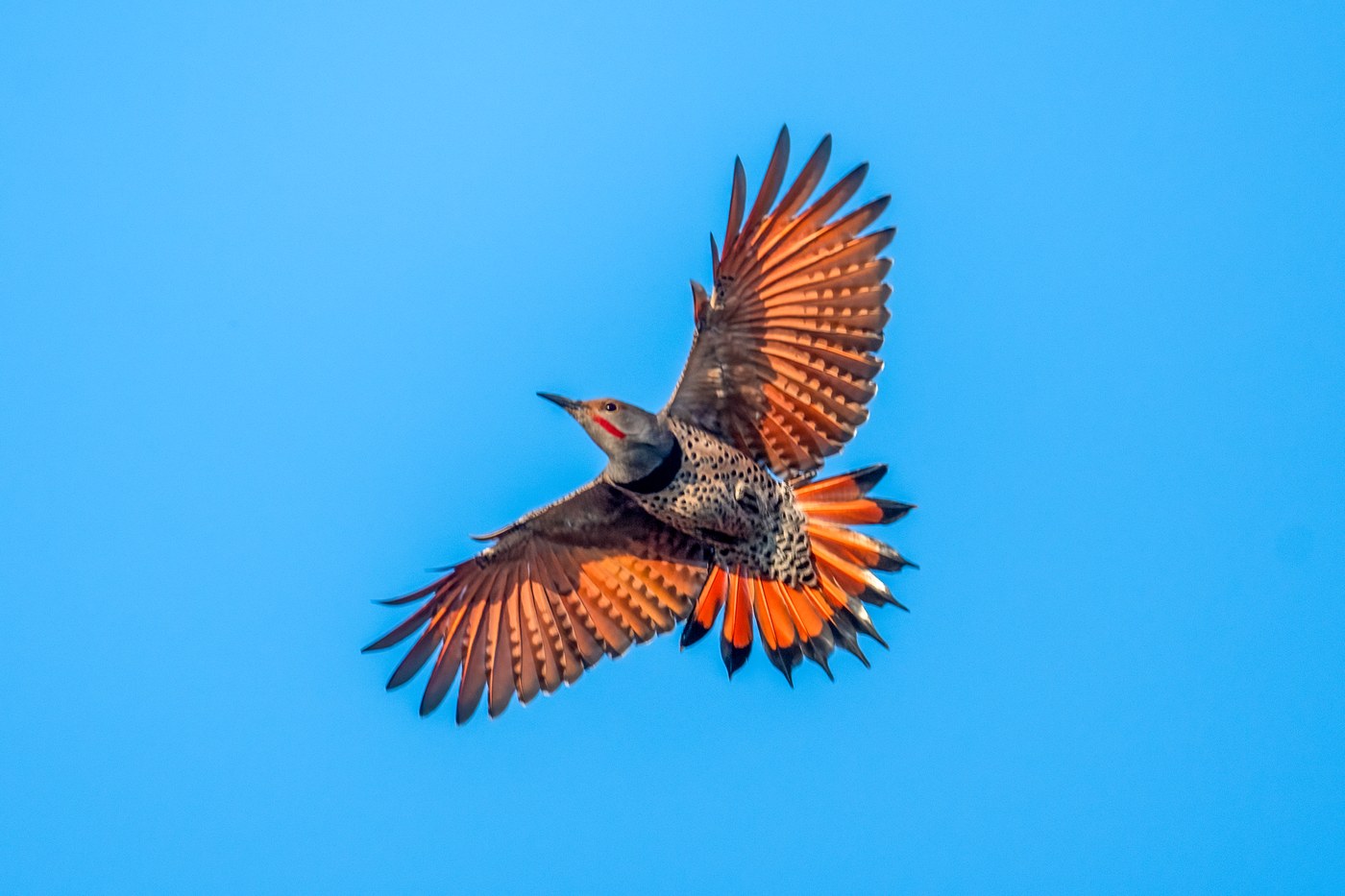 Northern Flicker