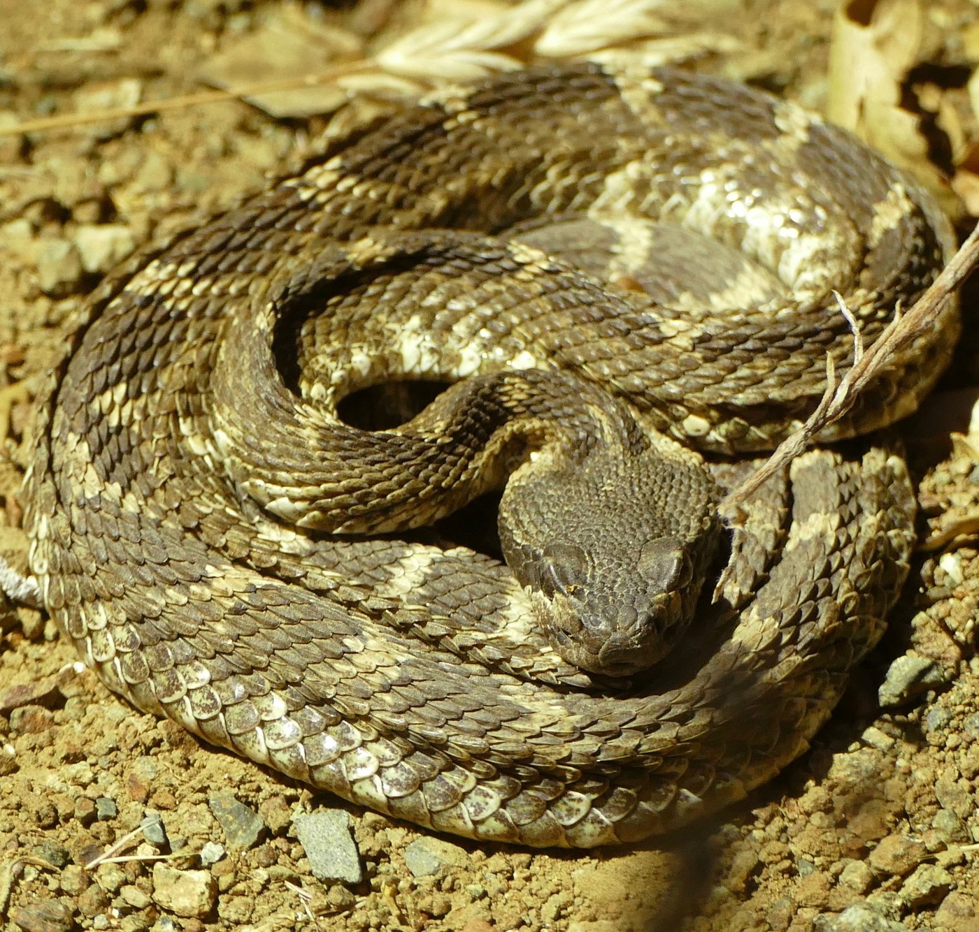 Northern Pacific Rattlesnake