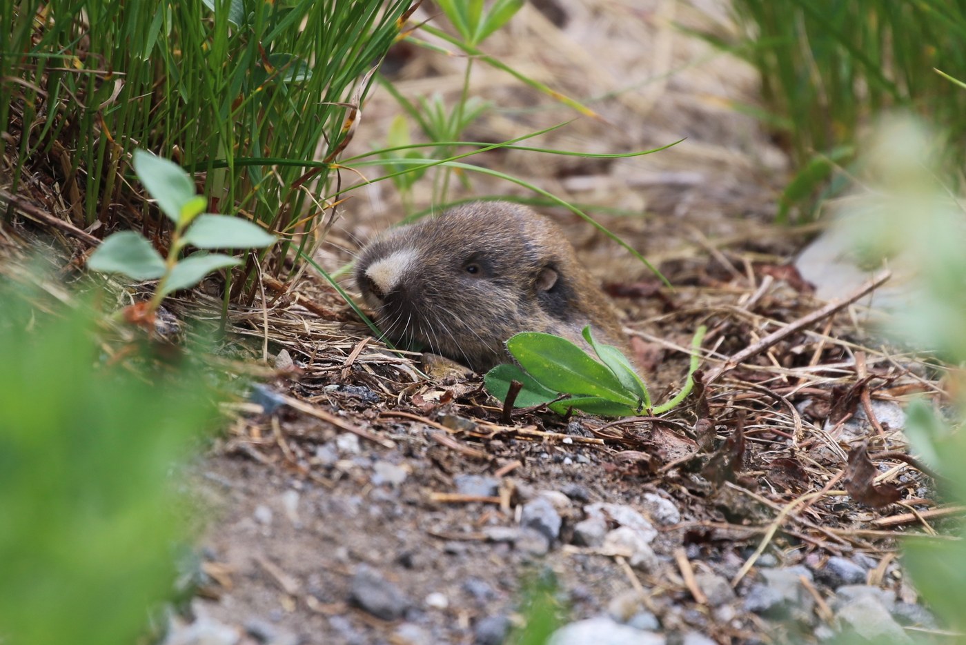 Northern Pocket Gopher