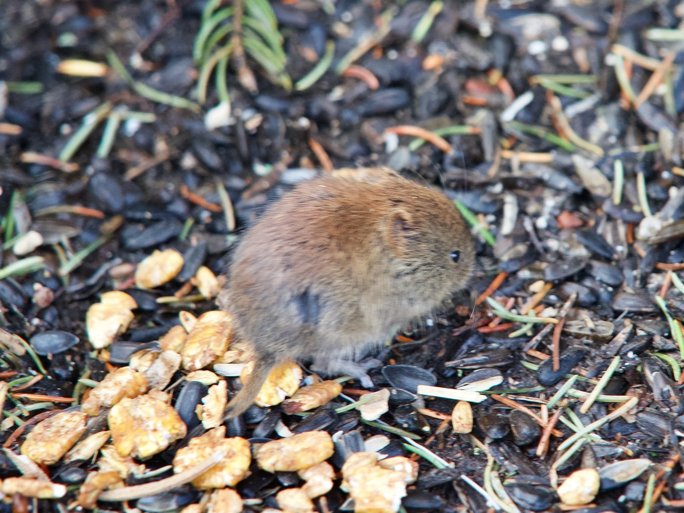 Northern Red-Backed Vole
