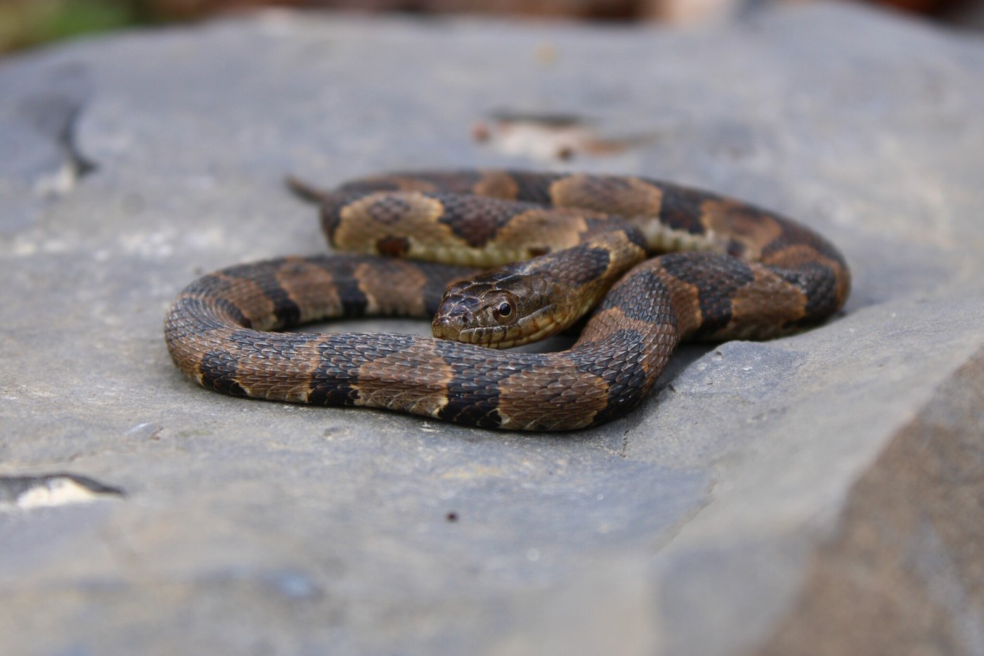 Northern Watersnake (Common Watersnake)
