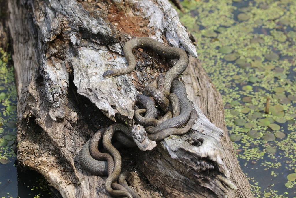 Adult northern watersnakes gathered at a bank in spring during the breeding season
