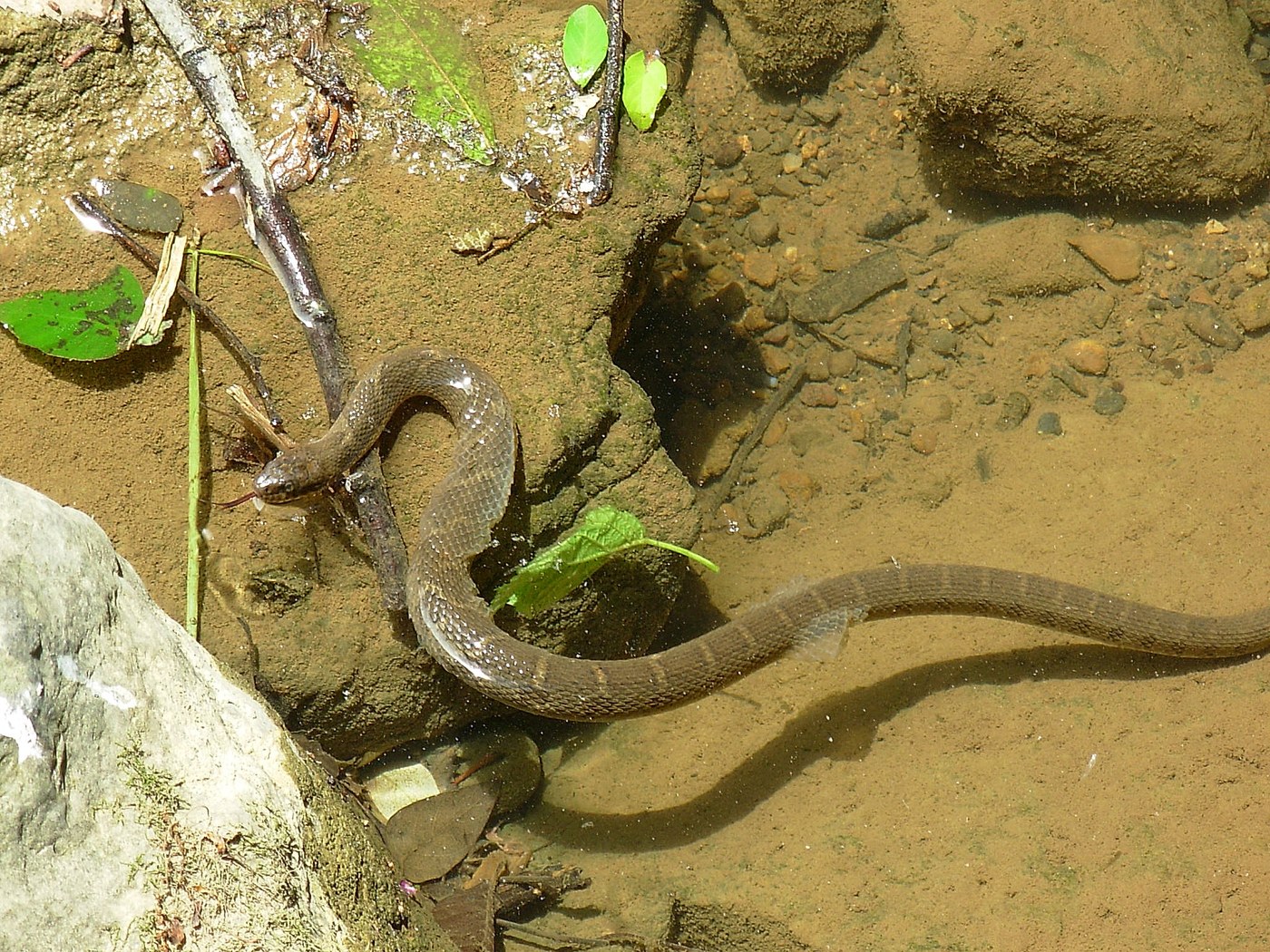 A newborn northern watersnake with a sharply marked pattern at the edge of a pond