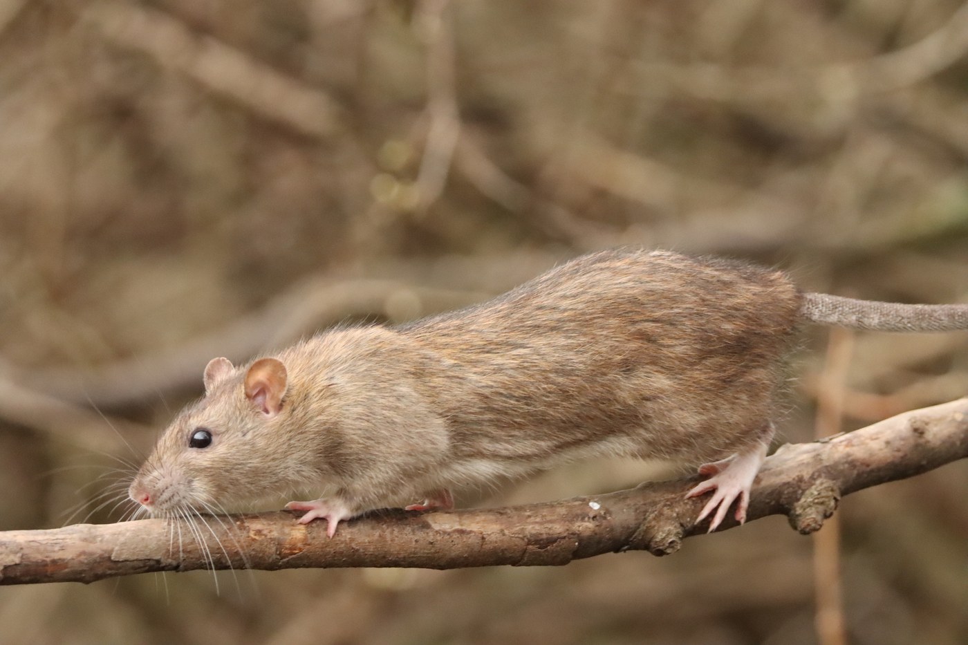 Adult Norway rat showing the blunt nose, small ears, and heavy body