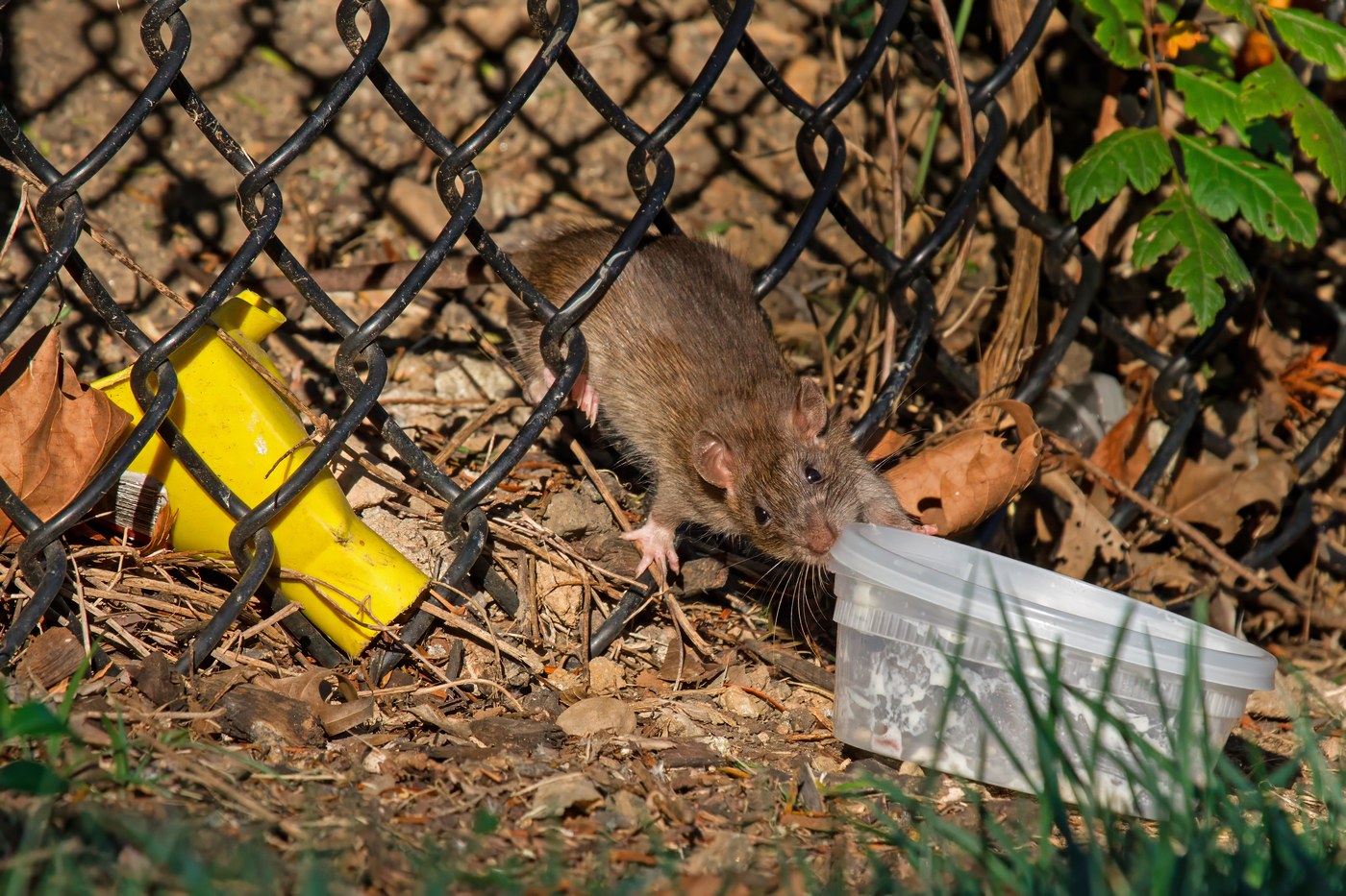 Norway Rats