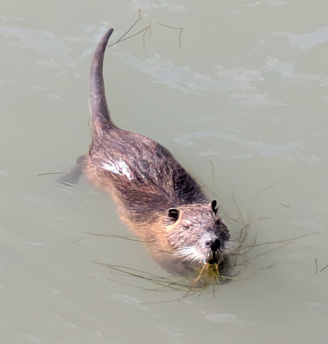 Nutria