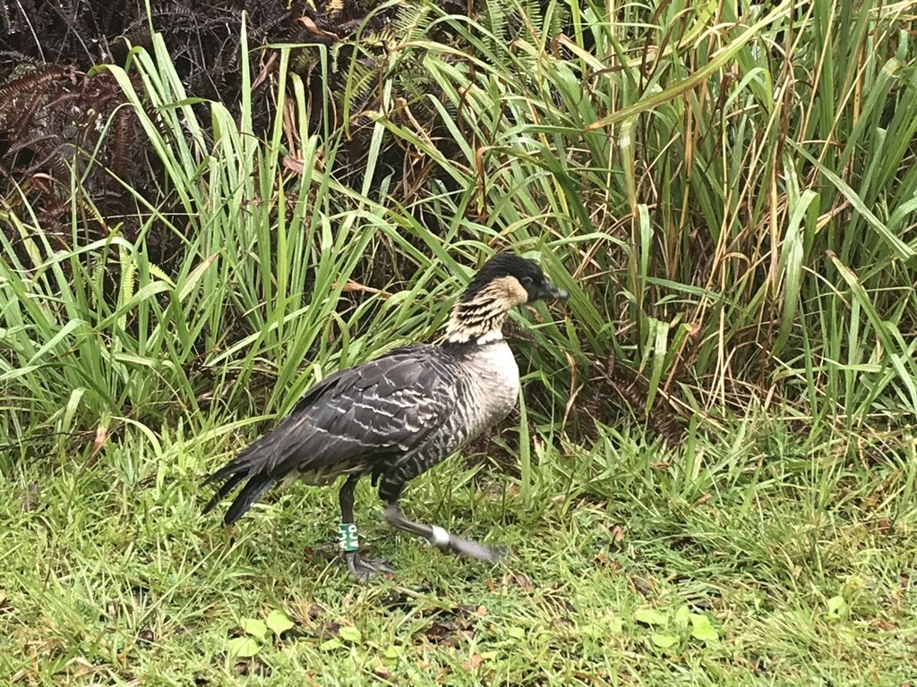 An adult nēnē standing upright on a lava flow showing its furrowed neck and long legs
