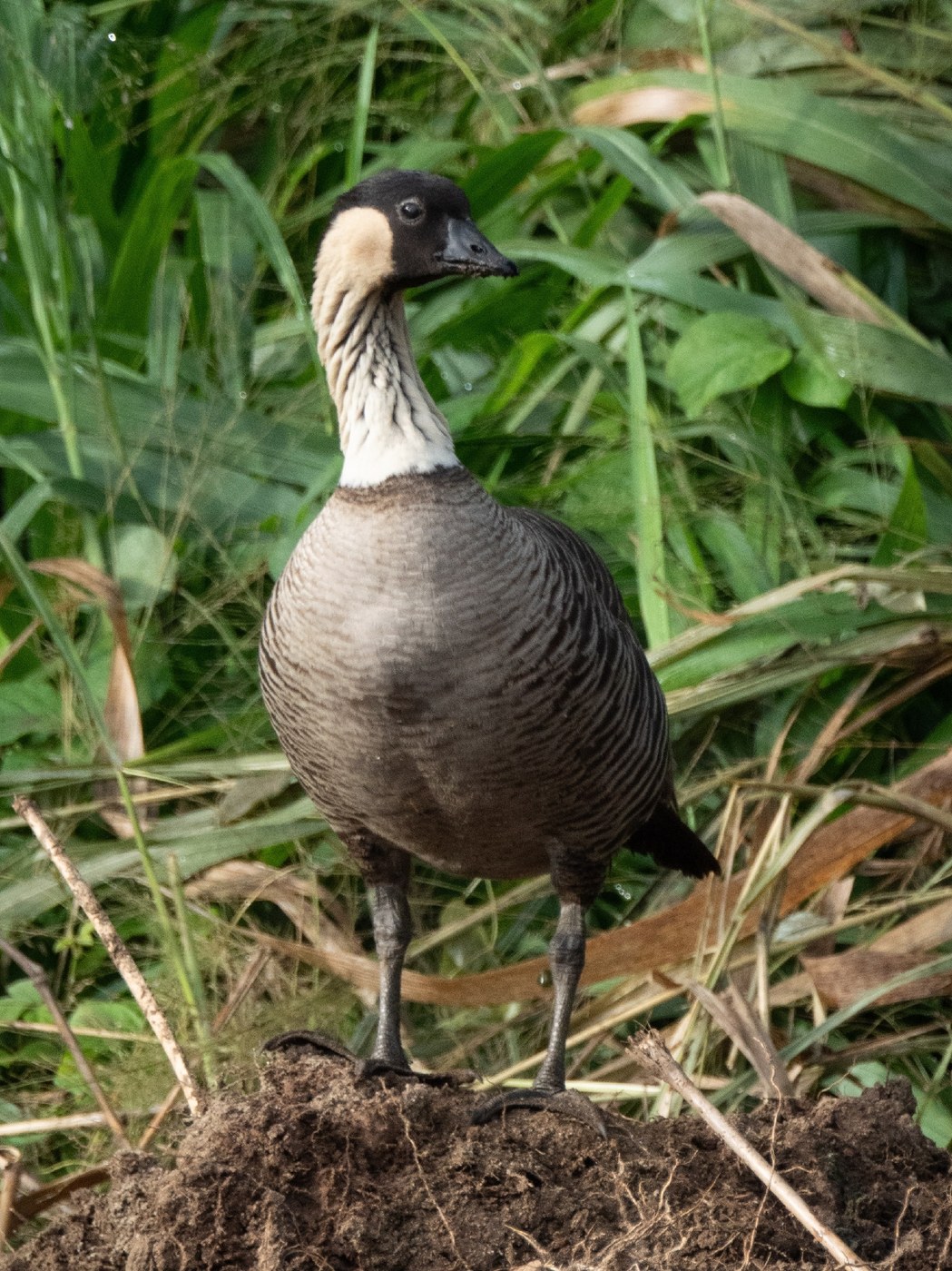 Nēnē (Hawaiian Goose)