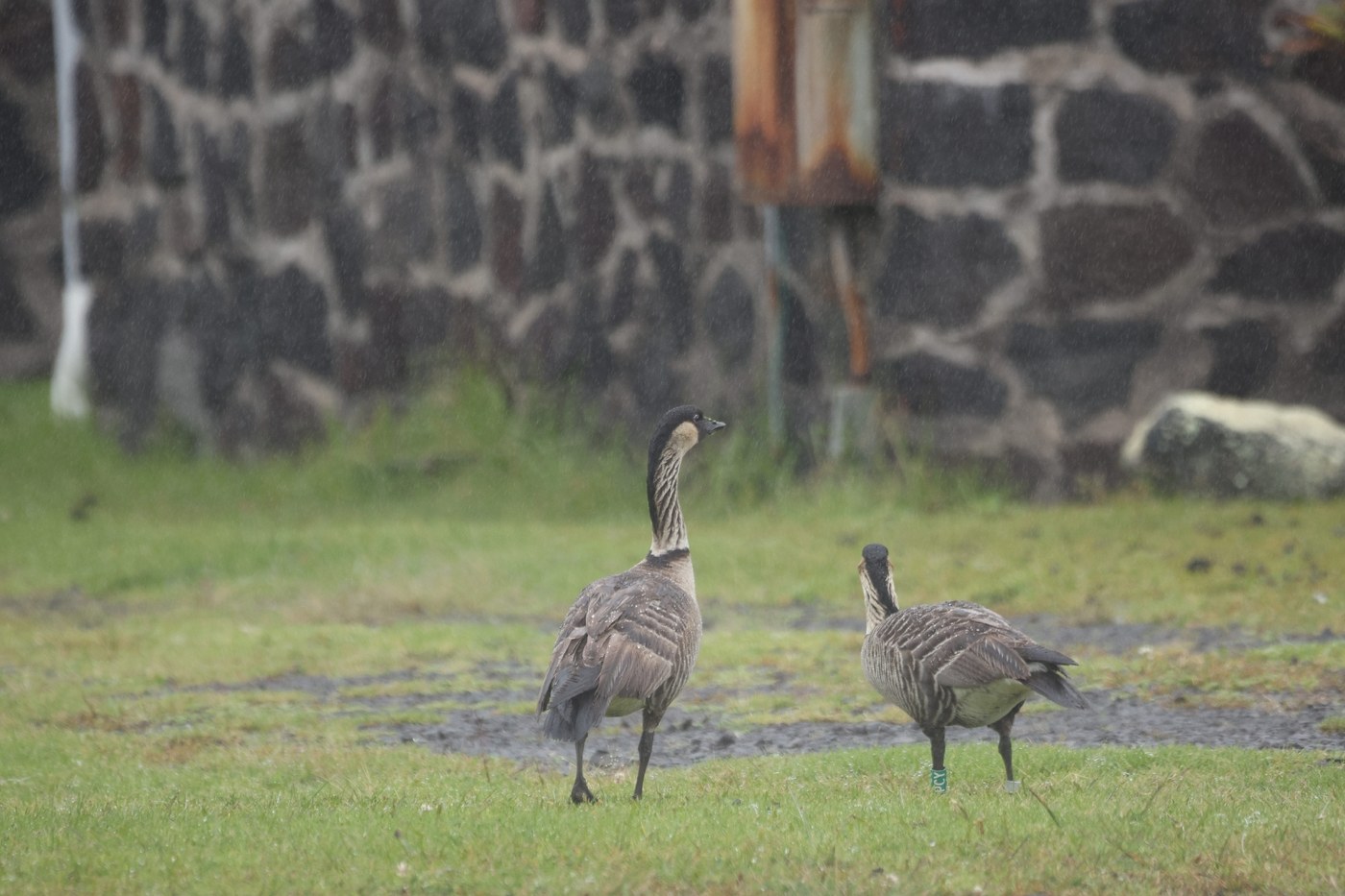A pair of nēnē grazing on mown turf beside a road with no ability to fly off
