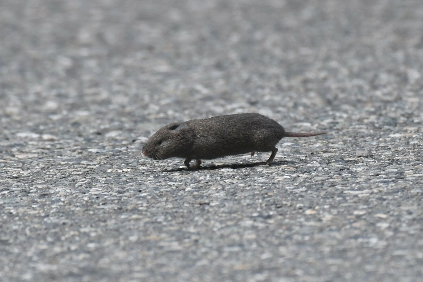Creeping Vole (Oregon Vole)