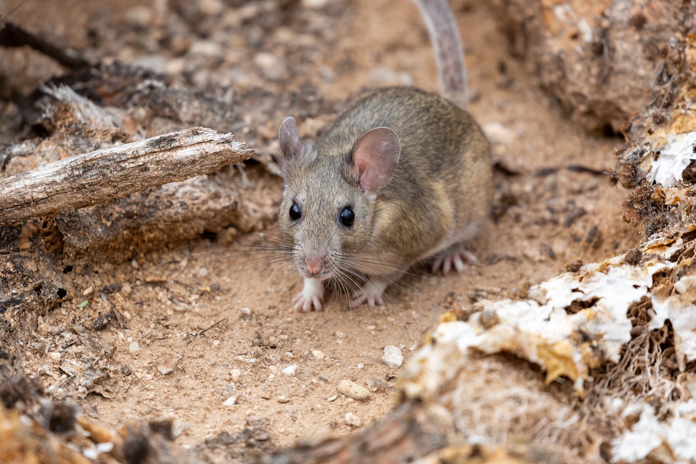 Pack Rat / Woodrat