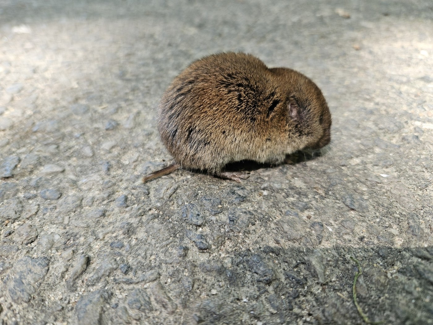 Pine Vole (Woodland Vole)