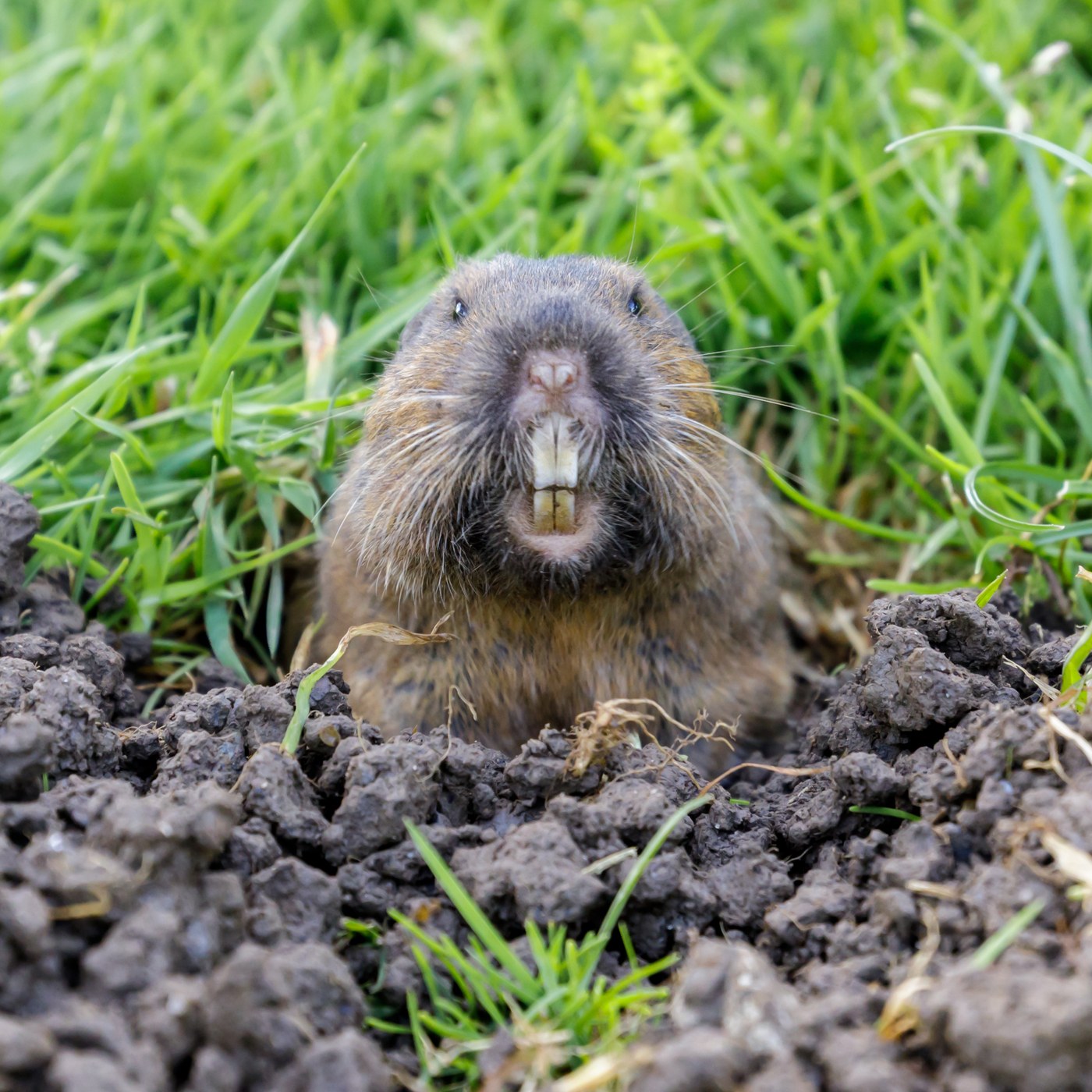 Plains Pocket Gopher