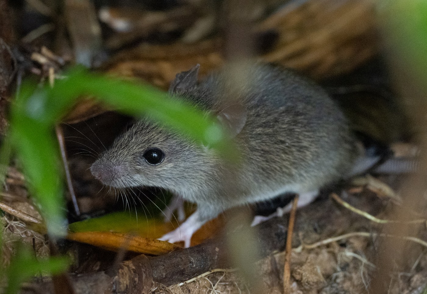 Polynesian Rat