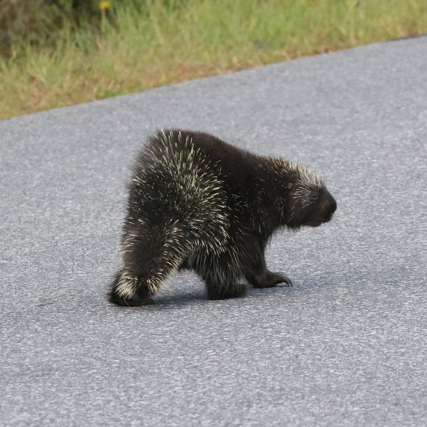 Porcupine