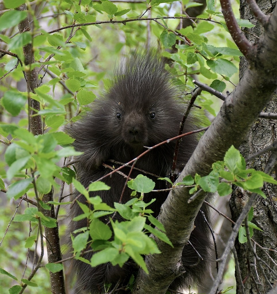Juvenile porcupine climbing a tree