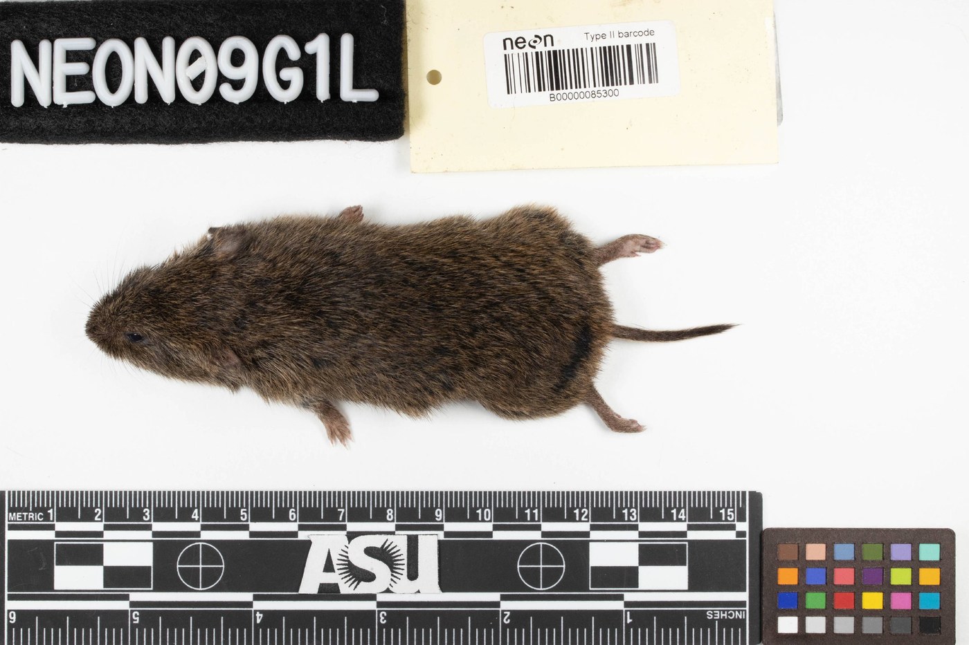 Vole (Prairie Vole / Meadow Vole)