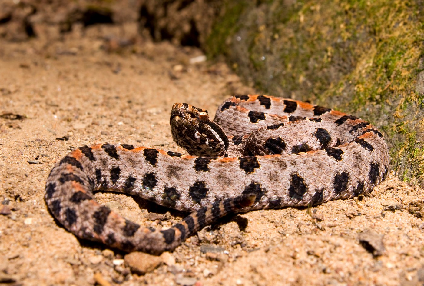 Pygmy Rattlesnake