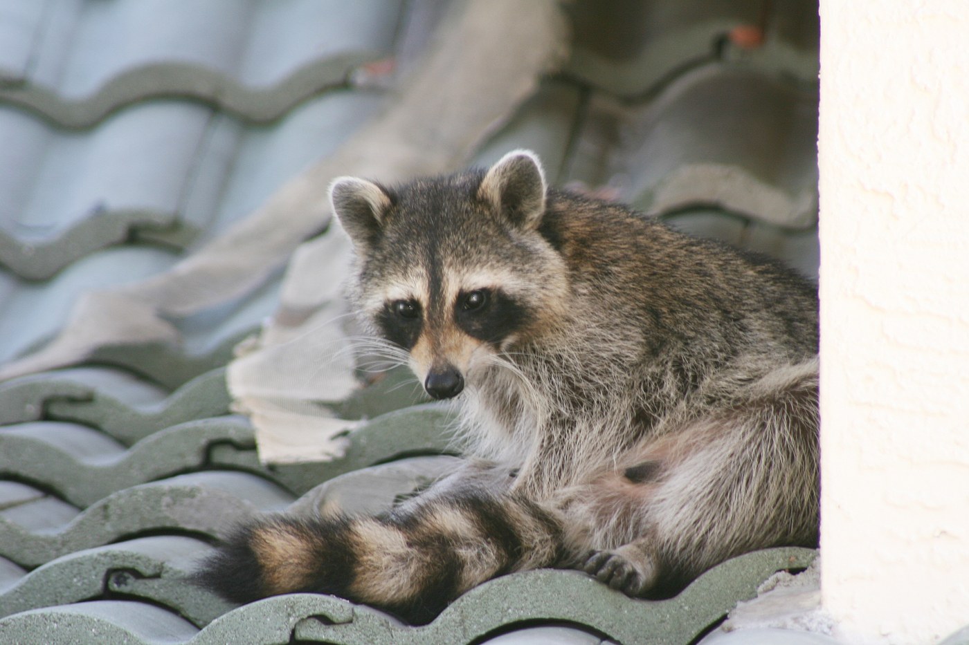 Raccoon