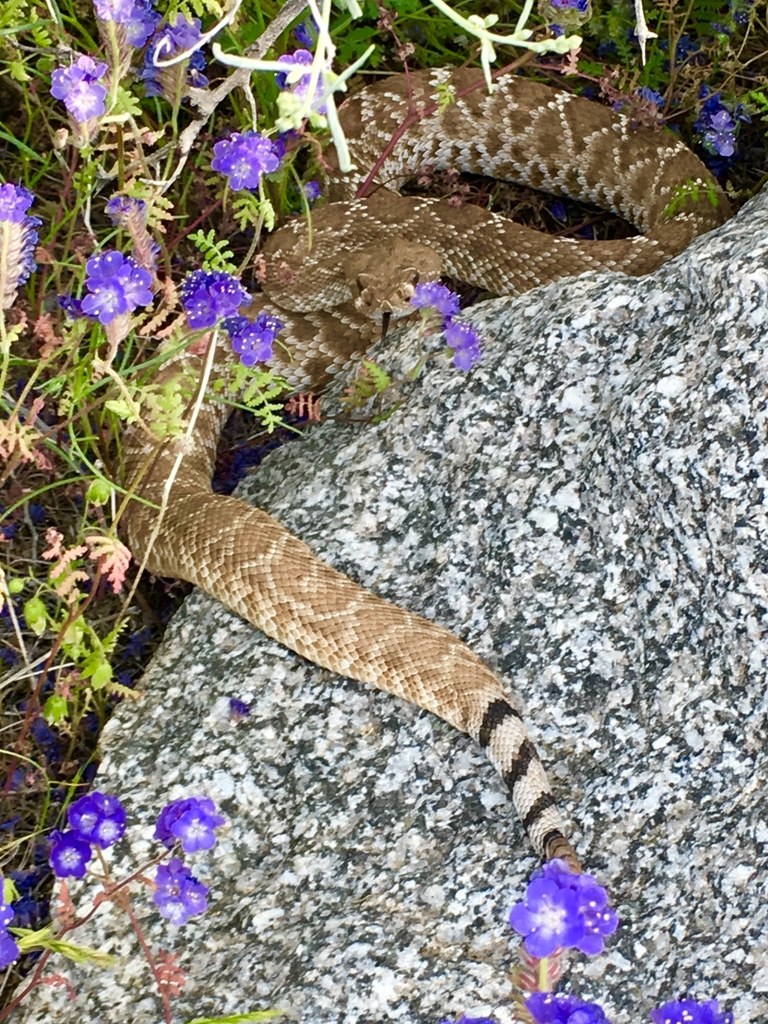 Red Diamond Rattlesnake