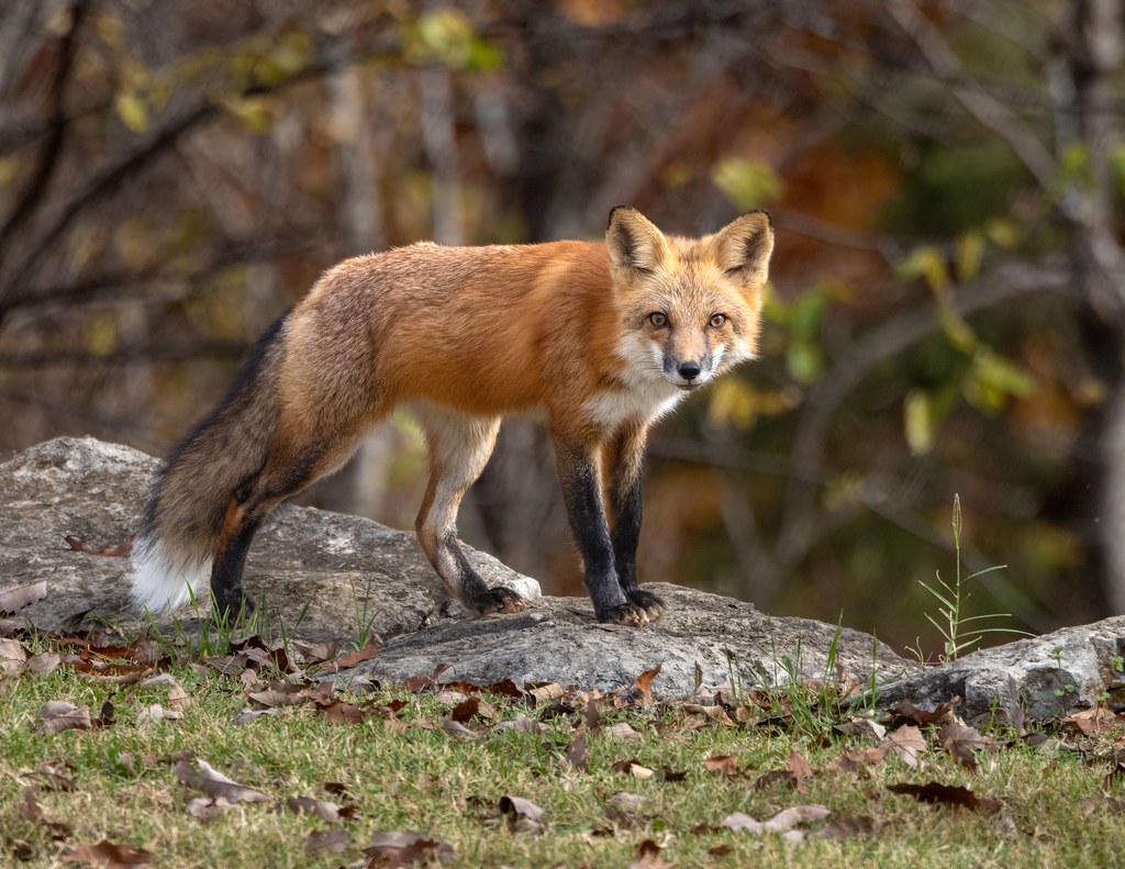 Red Fox