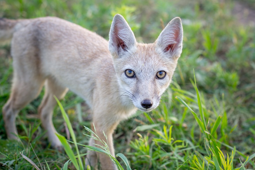 A young red fox hunting in an open field