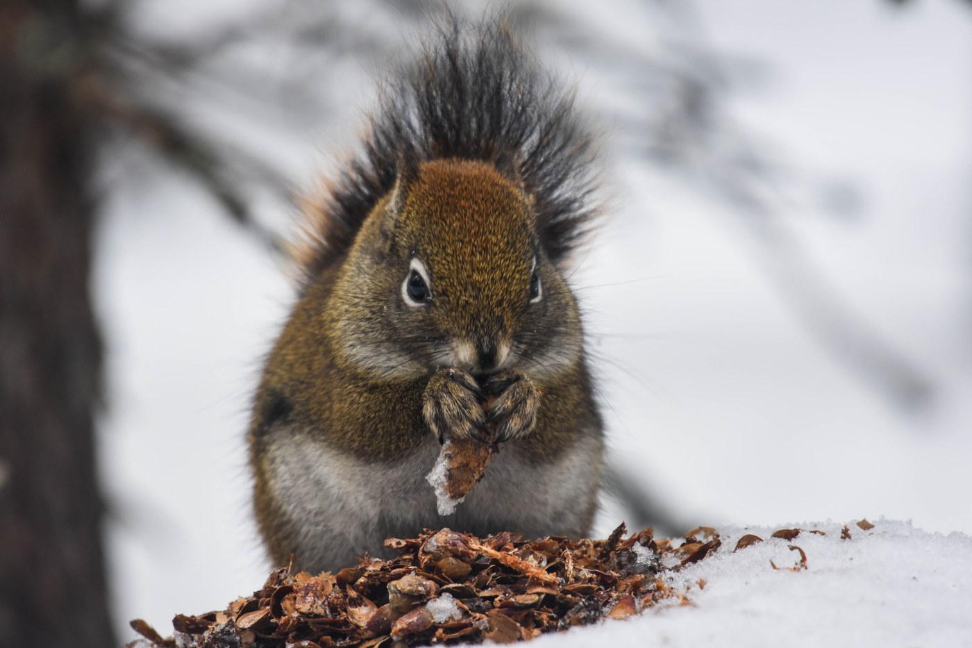 Red Squirrel (Pine Squirrel)