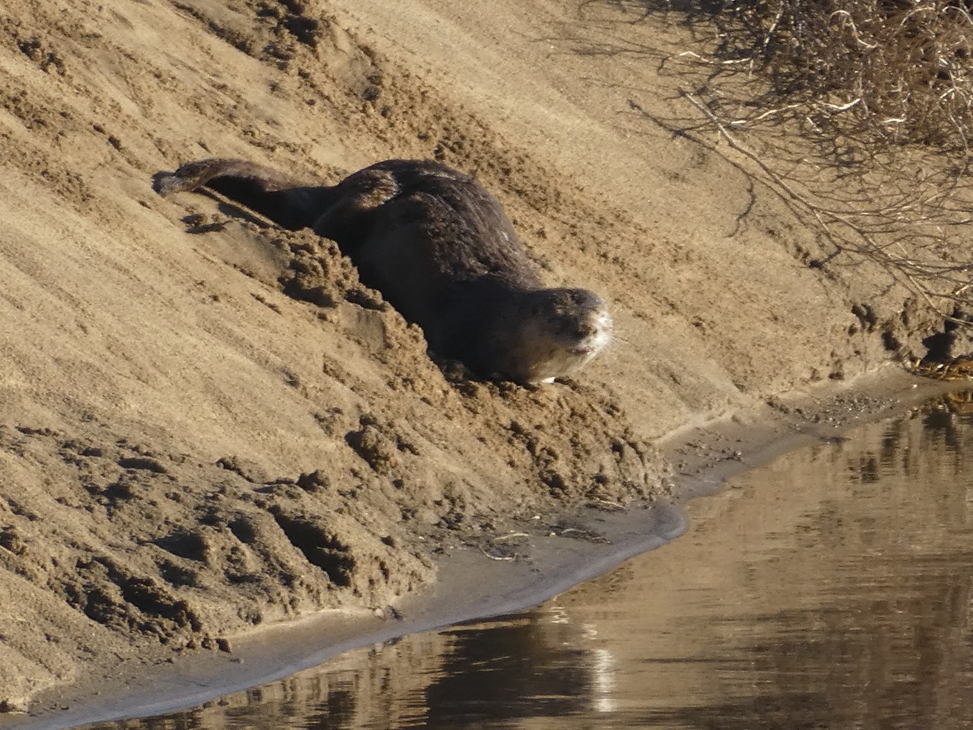 River Otter